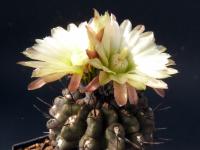 Thumbnail of 1119_Neochilenia dimorpha_20120626(1).jpg